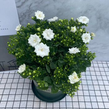 花盆栽室内阳台可养的重瓣风铃草观花植物四季开花梦露花 白色重瓣 不