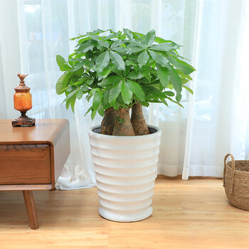 麦桑荷步步高发财树盆栽室内植物小矮步步高绿植办公室盆栽开业送礼