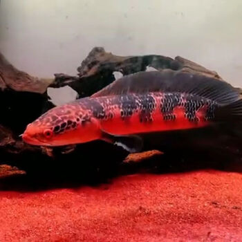 红帝王雷龙中加仙塔雷龙鱼龙鱼鱼热带耐活霸气大型鱼雷龙黑魔神 随机