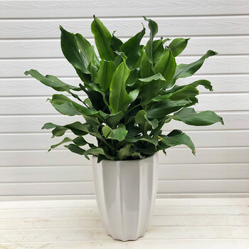 大型金边巴西铁螺纹铁植物花卉盆栽客厅室内阳台四季常青绿植盆栽螺纹