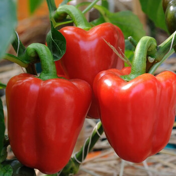 番茄西红柿蔬菜苗幼苗矮生盆栽南方辣椒黄瓜西瓜茄子秧苗 红灯笼椒6棵