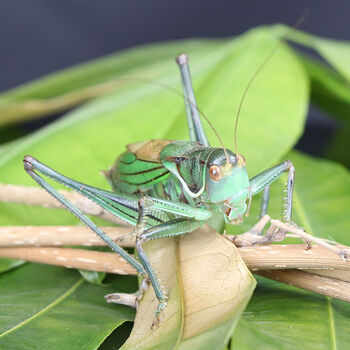 瑾伦蝈蝈活鸣虫蝈蝈山青铁皮天津绿蝈蝈新脱活体超大铁皮大号山青一只