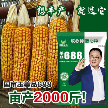 大田种植杂交玉米种子基地 高产大穗抗病国审玉米 美品688/4000粒【就