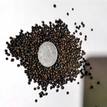 细辛鱼腥草种子折耳根种籽种苗新鲜盆栽四季种根云南贵州四川菜鱼腥草