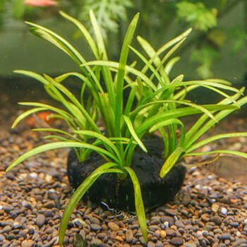 水草造景淡水鱼缸鱼草真草净化增氧水生植物懒人水草沉底坨草造景小水