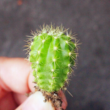 仙人球小苗 开花新手好养组合套餐 办公室花卉盆栽迷你实生仙人掌