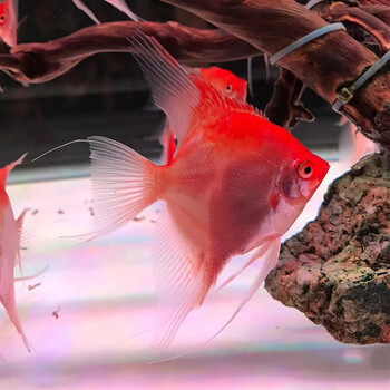 【3-4cm】红魔鬼 5只【图片 价格 品牌 报价】-京东