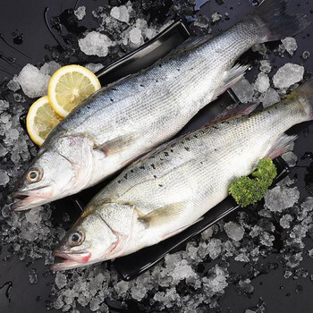鲈鱼鲜活海鱼新鲜水产海鲜深海七星海鲈鱼深海花鲈鱼超大冰冻鲈鱼每条