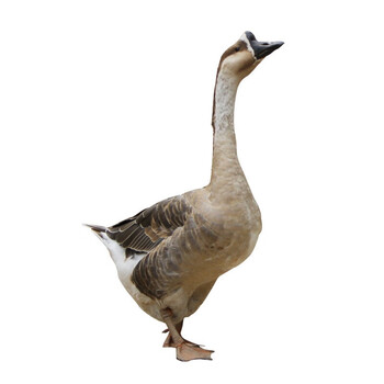 益客多yikeduo年货新鲜现杀1年老鹅78斤大白鹅鹅肉土鹅特产整只养大鹅