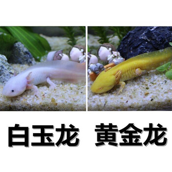 淡水冷水鱼缸观赏鱼蝾螈霸王鱼龙鱼 8-11厘米白玉 黄金龙【图片 价格