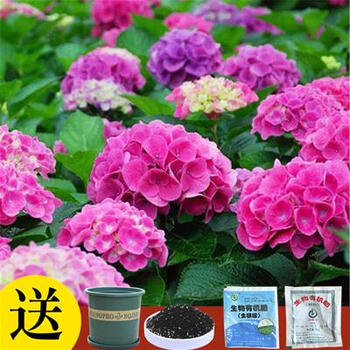 四季好养活阳台室内外无尽夏盆栽花卉植物花种子x14史欧尼30粒盆土肥