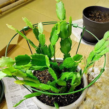 蟹爪兰支架花架支撑架子花卉护叶室内盆栽植物固定铁艺爬藤 花支架