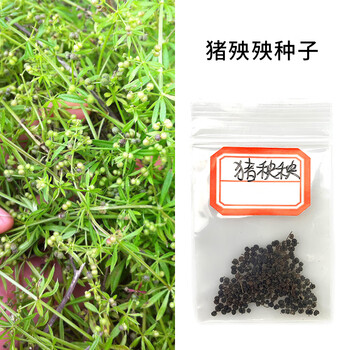 车前草的种子称为洋车前子.