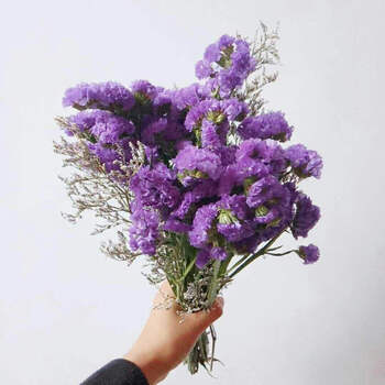 干花紫色勿忘我 情人草