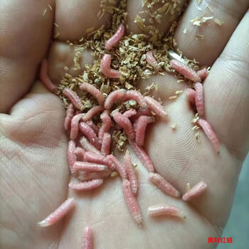 裕臻鲜活红蛆虫溪流石斑鱼马口白条鲫鱼野钓绝杀饵料红蛆饵野钓活蛆虫