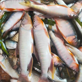 流连湾 现杀鲜活马口鱼 小河鱼桃花鱼 新鲜溪流鱼 淡水鱼 马口鱼