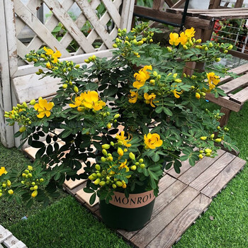 寒木本植物庭院花园多年生花卉露天室外 黄金梅大盆 带加仑盆栽好发货