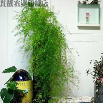 澜墨天门冬盆栽武竹丝耐寒植物绿植室内阳台垂吊花卉好养吊兰四季常青p 口径14厘米花盆一盆的量25厘米左右高不含盆 图片价格品牌报价 京东