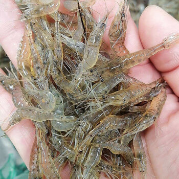 猫扑鱼微山湖小河虾淡水新鲜鲜活小白虾小土虾小明虾