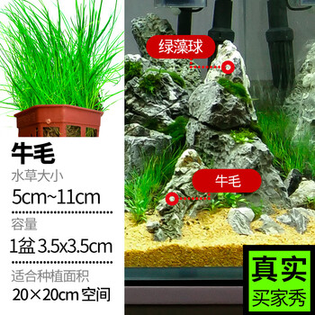 绿菊活体水草真草造景趴地矮珍珠沉木套餐增氧植物活莫斯懒人水榕 前景 草原景牛毛毡 图片价格品牌报价 京东 绿菊活体水草真草造景趴地矮珍珠沉木套餐增氧植物活莫斯懒人水榕 前景 草原景牛毛毡 图片价格品牌报价 京东