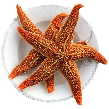 鲜乐季海星海鲜鲜活水产满籽青岛五角星海五星熟冻活的大海星新鲜 5斤