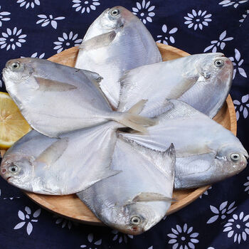 5斤新鲜鲳鱼冷冻大银鲳鱼白鲳鱼海捕鲳鱼新鲜 5斤银鲳(每斤9-11条)