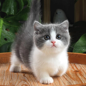 【30天质保】广宠广州猫咪活物宠物猫英短猫咪活幼体小猫蓝猫英国短毛