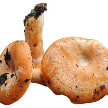 云舵野生松树菌干货食用菌深野生菌菇干枞菌乌菌枞树菇干寒菌三九菌