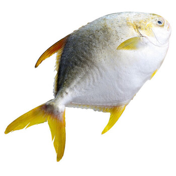 【探长道鲜】野生 鲜活 海鲜 金鲳鱼 平鱼 金昌鱼 鲳鳊鱼 平鲳 水产