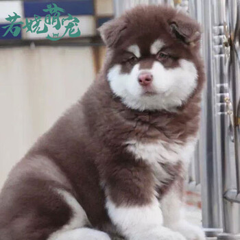 同城闪送 阿拉斯加犬幼犬大型犬阿拉斯加犬活体巨型熊版阿拉斯加幼崽宠物级血统级雪橇犬宠物级 红色 灰色 黑色 A级公 图片价格品牌报价 京东 同城闪送 阿拉斯加犬幼犬大型犬阿拉斯加犬活体巨型熊版阿拉斯加幼崽宠物级血统级雪橇犬宠物级 红色 灰色 黑色 A级公 图片价格品牌报价 京东
