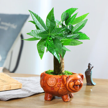 莎之槿园艺发财树盆栽植物室内客厅绿植小盆景四季常青办公室招财小
