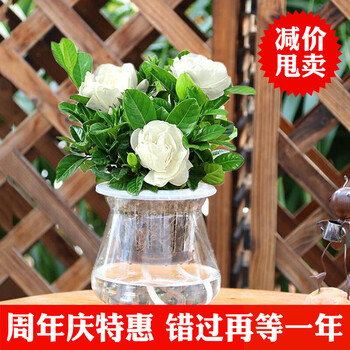 玖枝苑玻璃瓶四季水培植物盆栽套装栀子花绿萝室内花卉吊兰常春藤办公室盆栽绿植发财树栀子花带盆栽好 图片价格品牌报价 京东