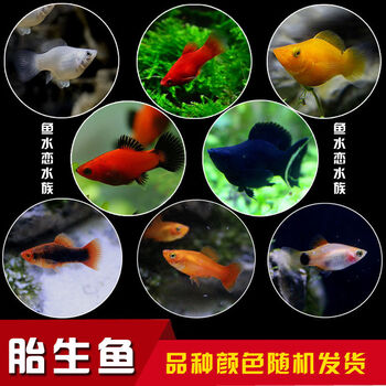 银黑玛丽鱼金球玛丽月光鱼 热带鱼观赏鱼宠物鱼活体 胎生鱼20 2品种