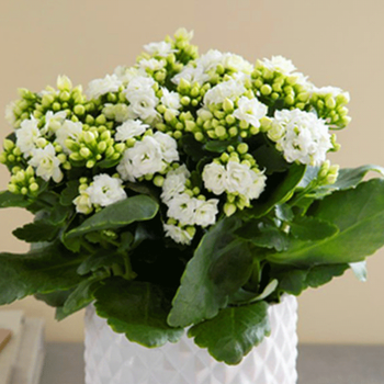 长寿花盆栽重瓣大花室内植物新品种进口小苗巴黎系列老桩白雪公主含盆