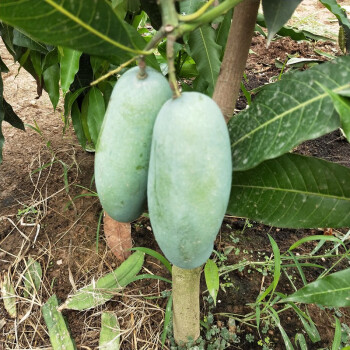 咯咚芒果樹果苗盆栽芒果苗南方北方四季種植陽臺庭院各種果樹當年結果