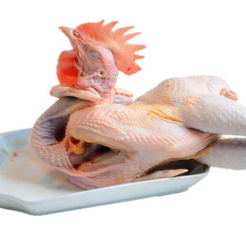 农村山林散养老公鸡活鸡现杀鸡肉整只走地鸡鸡胸肉鸡爪买菜 黑脚公鸡