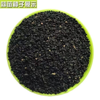 红头香蒜苗种子一年四季三茬连续可种植红头香蒜种子大田盆栽菜籽 红