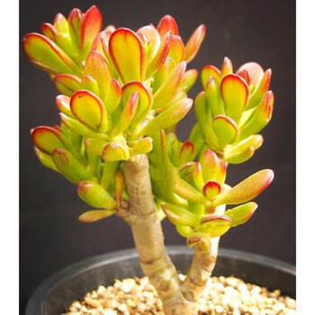 多肉老桩群生悬崖桩进口多肉植物多头缀化法师锦容易吸甲醛 铲叶花月4