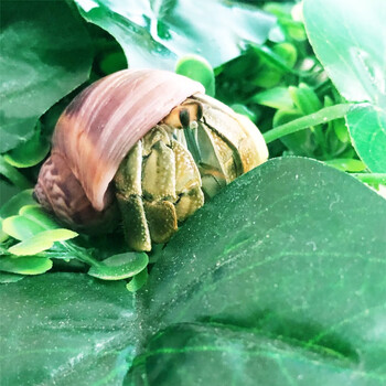 泽驭名宠 寄居蟹懒人宠物活体观赏草莓黑莓里拉短腕西 青色 厄瓜多尔2
