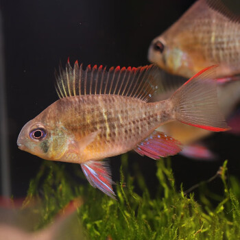 【魚官兒玻利維亞鳳凰(3-4cm)4條】魚官兒 玻利維亞鳳凰(3-4cm)4條 短