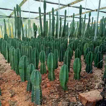 意轩室内仙人柱 量天尺 仙人掌盆栽花卉龙骨盆栽植物 擎天柱 仙人尺 60-70厘米高