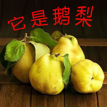 鹅梨榅桲榅孛木梨quince喀什香料鹅梨帐中香原料新疆木香料大果 大果