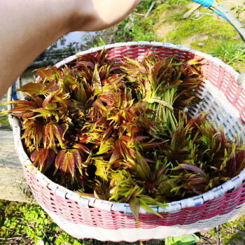 香椿芽新鮮頭茬野生露天新鮮紅油香椿芽野菜現摘新鮮葉菜香春2斤順豐