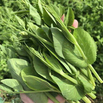 四川豌豆尖新鲜当季时令蔬菜现摘现发豌豆苗豌豆苗菜火锅菜豌豆尖豌豆