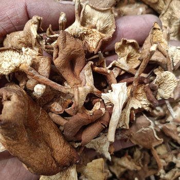 法思觅语草蘑喇叭蘑酒盅蘑松树菌干货东北特产野蘑菇