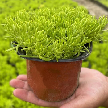 孙凯(sunkai)黃金佛甲草带土青叶花卉草坪托盘苗庭院绿化 双色杯2个9.