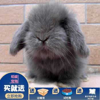 垂耳兔活体黄色兔子宝宝道奇幼崽灰色迷你茶杯兔 紫灰垂耳兔1只
