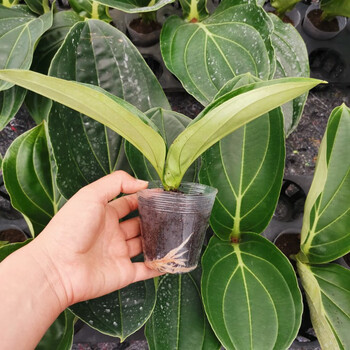 荷兰进口宝莲灯花苗盆栽植物t7两叶苗玫红色含盆