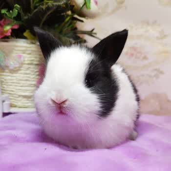 兔子活物 侏儒兔宠物兔活体白兔茶杯兔猫猫兔垂耳 黑白道奇侏儒兔
