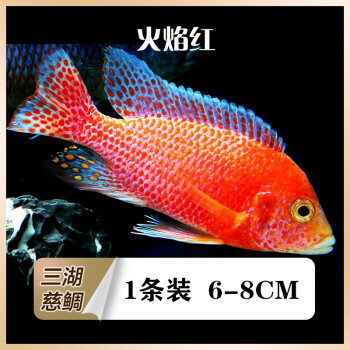 採緹三湖慈鯛魚苗活體馬鯛巖棲鯛科魚大骷髏非洲王子慈雕中小型熱帶魚